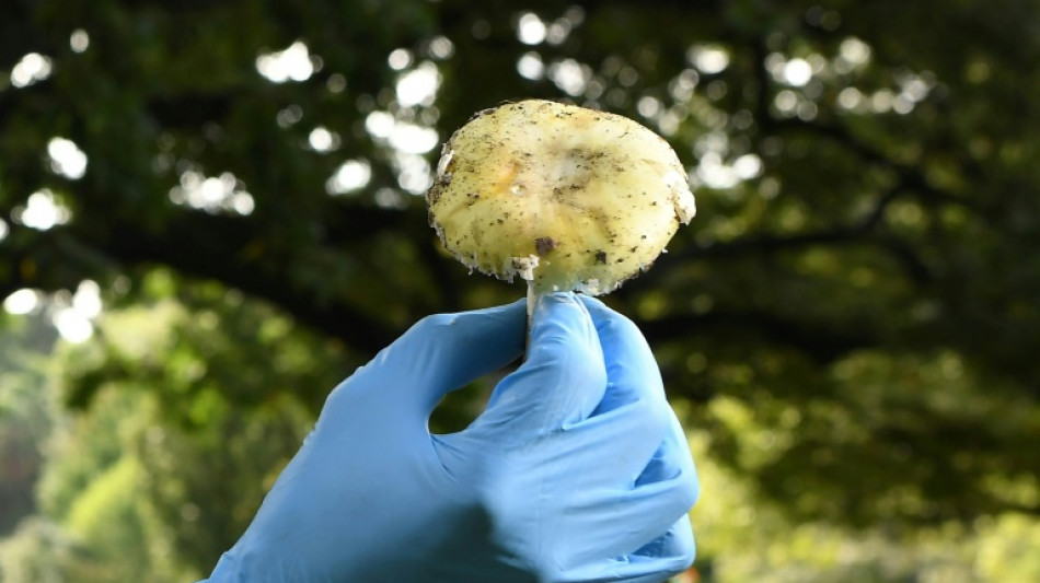 Un possible antidote à l'amanite phalloïde, le champignon le plus mortel au monde