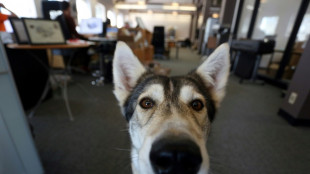 Canadian offices going to the dogs as work-from-home ending