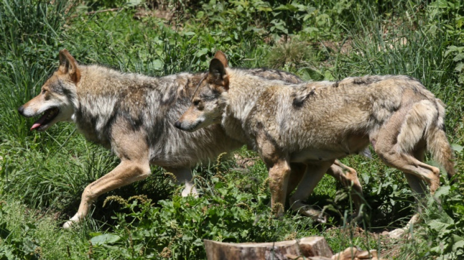 Le nombre de loups en France recule, rouvrant les débats sur sa protection