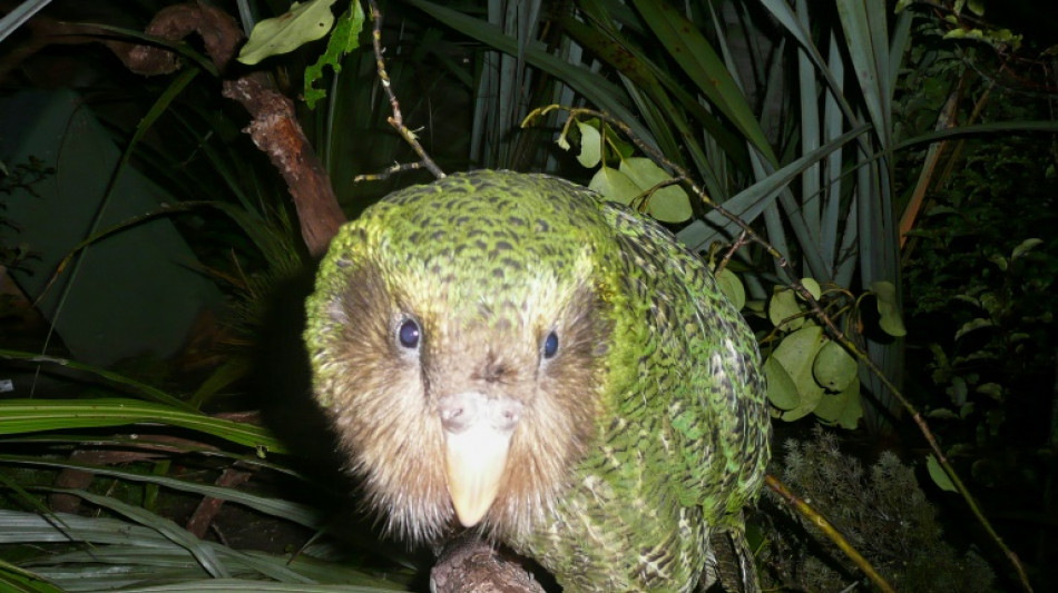 Extinct birds on the ballot for New Zealand's avian beauty contest