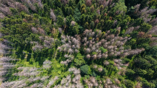 Umwelt- und Klimaschutz: Neue Wald-Datenbank für Europa geplant