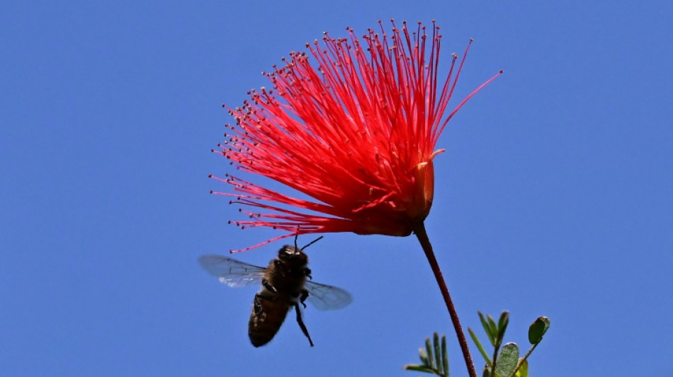 California's honey bees await the famous sunshine
