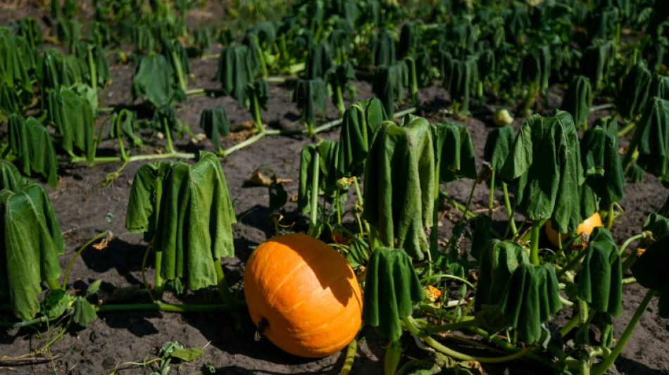 Wetterdienst misst in Deutschland Rekordtemperaturen in ersten zehn Monaten 2022