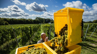 Avec le changement climatique, le chardonnay prend racine dans les Hauts-de-France