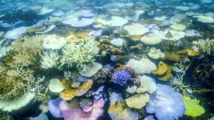 Korallensterben in Teilen des Great Barrier Reefs erreicht Rekord-Ausmaße