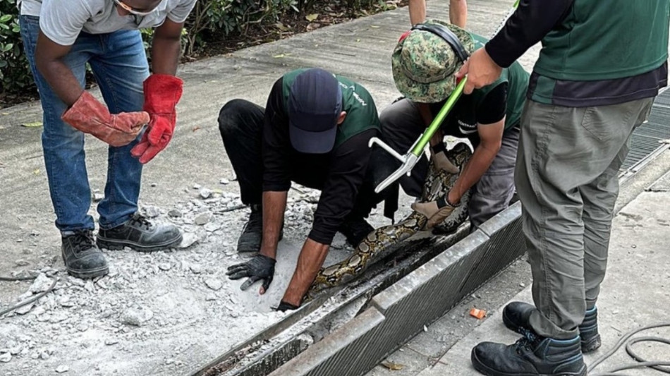 Singapore, pitone trovato vicino a una stazione della metro