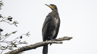 Le tir et l'effarouchement des cormorans à nouveau autorisés sur certains cours d'eau