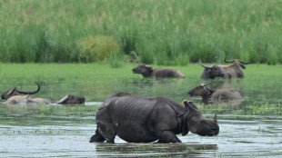 Inde: la poulation de rhinocéros à une corne a presque triplé en 40 ans