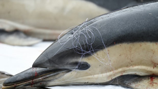 Mois sans pêche dans le golfe de Gascogne: des aides pour l'ensemble des professionnels du poisson