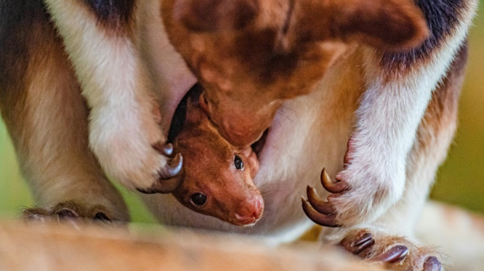 Endangered tree kangaroo born at UK zoo