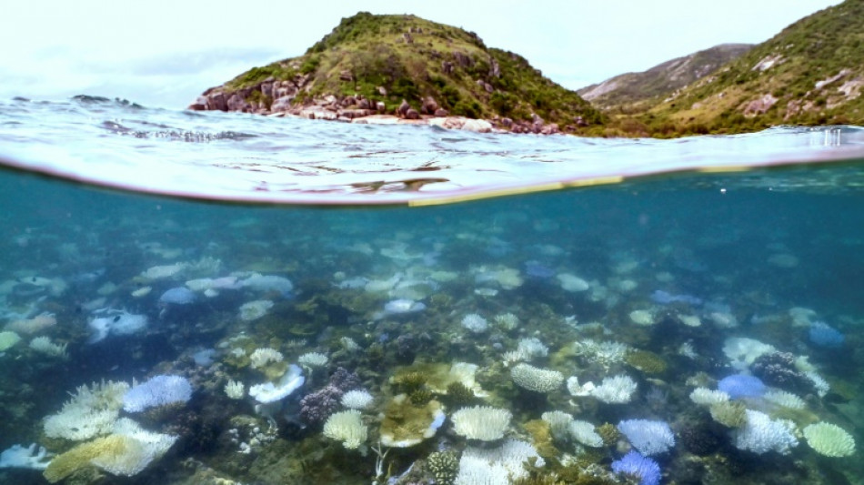 Grande Barrière de corail: la température de l'eau à son plus haut depuis 400 ans, selon une étude