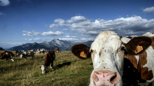 Moins de vaches pour le climat? Le monde de l'élevage accuse le coup