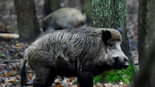 Elf Wildschweine in Niedersachsen nach Zusammenstoß mit Auto verendet