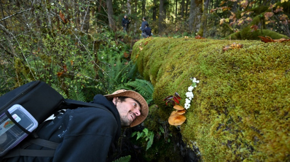 Fungi finding: mushroom hunters seek new species and recognition