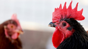 'Knocking on our door': Experts warn of bird flu's pandemic threat