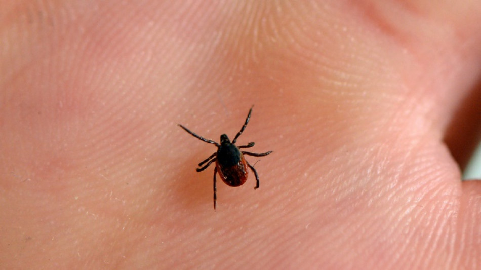 Maladie de Lyme: la controverse ressurgit avec un avis controversé de la HAS