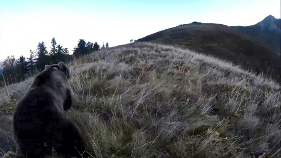 Légitime défense ou destruction d'espèce protégée? Un chasseur jugé pour avoir tué une ourse dans les Pyrénées