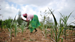 Disinformation soils Kenya's GMO debate