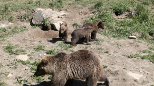 Spain searches for wounded bear and cub after brutal attack