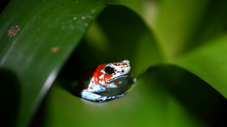 Countries under pressure to fork out for nature at UN conference