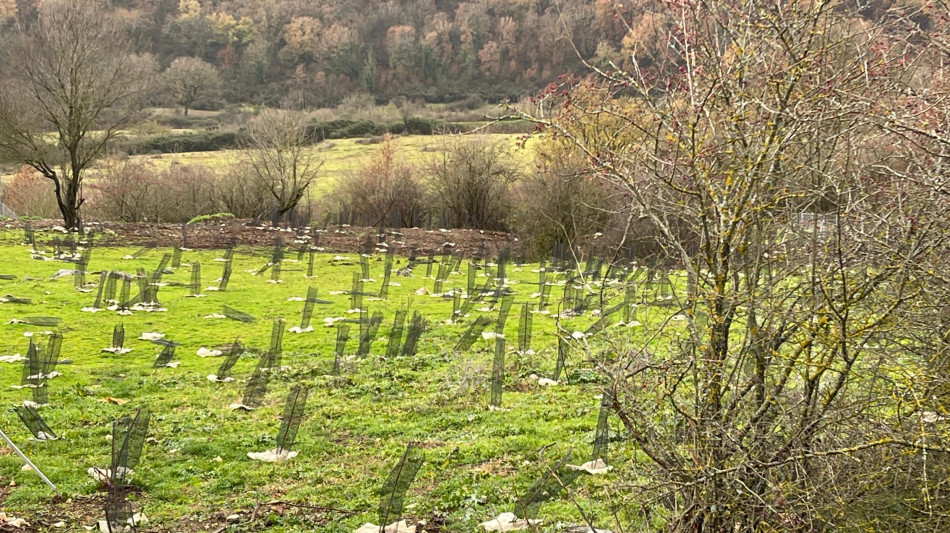 Mase lancia RiforestAzione per piantare 4,5 milioni di alberi