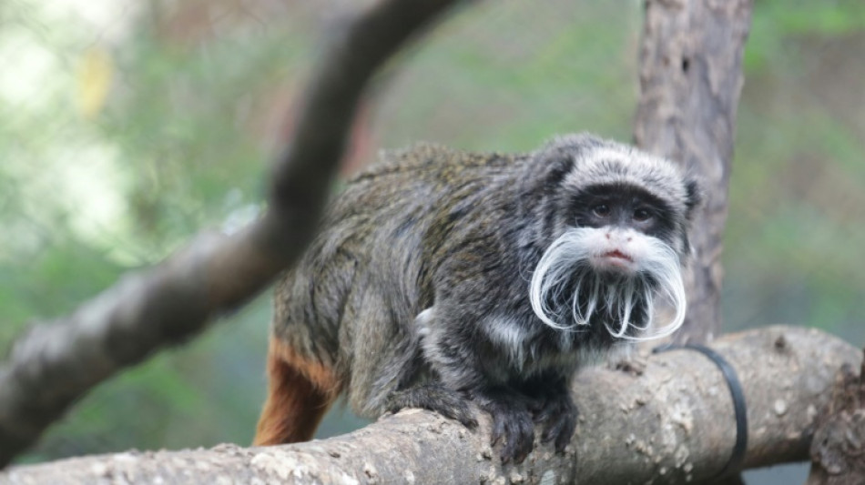 Two missing Dallas Zoo monkeys found: police