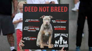 Royaume-Uni: émotion et colère face aux attaques d'american bully XL