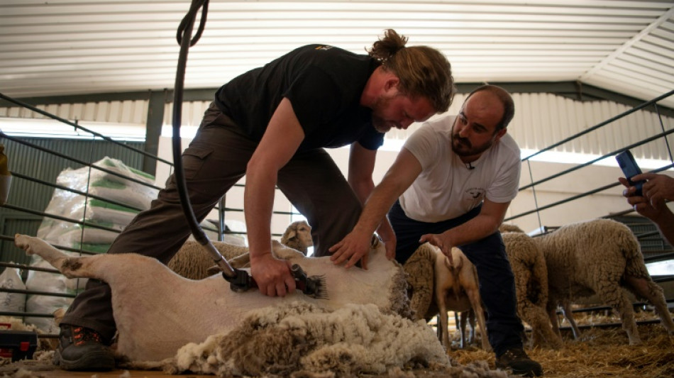 Hi-tech herd: Spain school turns out 21st-century shepherds