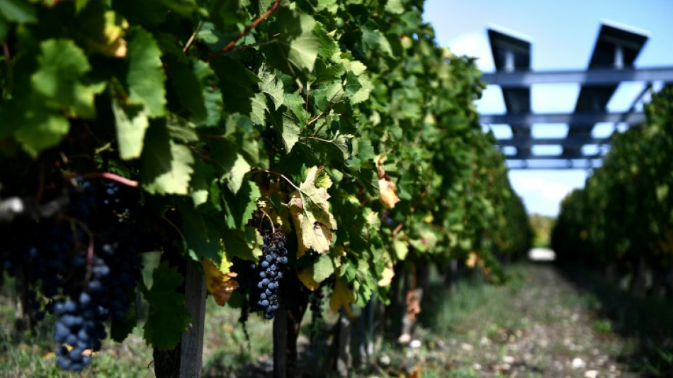 Climate change is improving French wine -- for now