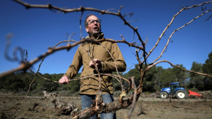 Sécheresse, surproduction: les vignerons audois arrachent leurs vignes la mort dans l'âme